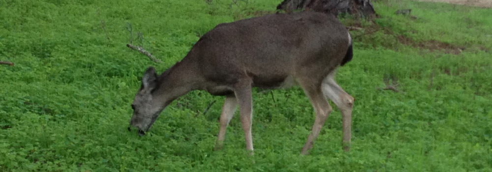 Asilomar-deer