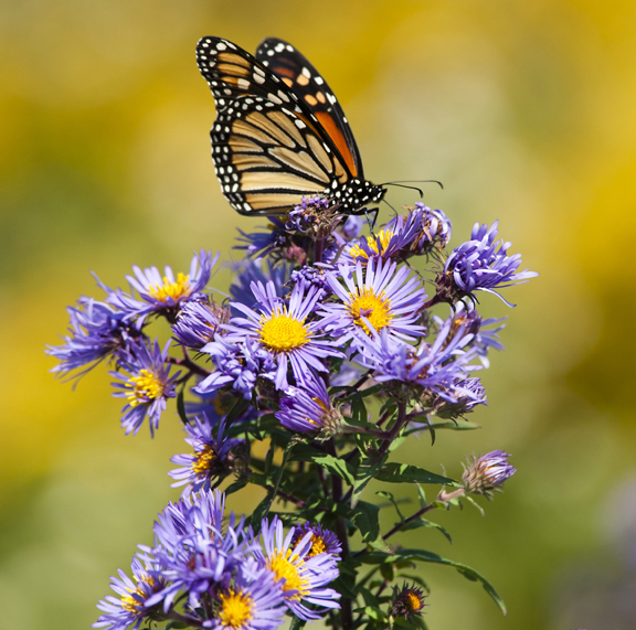 monarch butterfly on violet asters