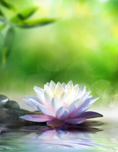beautiful and pink lotus floating on water
