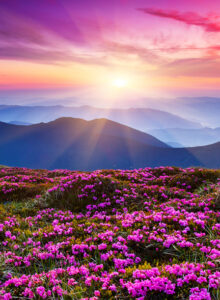 Pink rhododendron flowers in Carpathian mountains